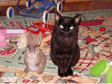 ��� �������