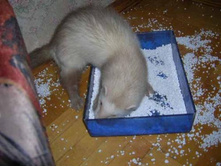 ��� ���� ����� ������?