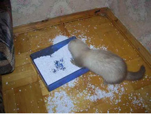 � �����, ���������� �� ��� ���� � ޣ� �� �������