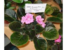 DSC04300.JPG