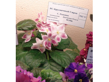 DSC04311 - �����.JPG