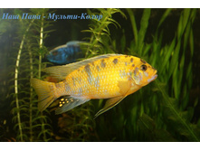 ���� ������� ����������� - �������