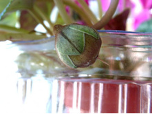 ������ ���������..JPG