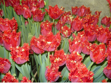 ������� � ��������