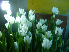 ������� ���� ����