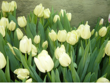 ������� �������� ����