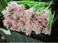 ������� ������� � ��������