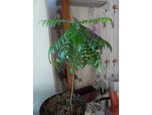 ������ �������