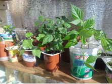 �������� �����.