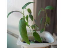 �������� ��������