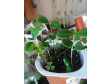 ������� �������������