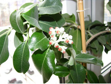 IMG_9969-������� �����.jpg