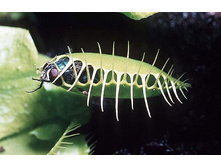 ������ 4.jpg