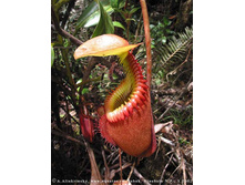 �������� 1.jpg