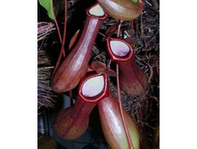 �������� 3.jpg