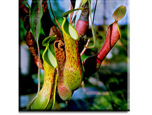 �������� 10.jpg