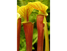 ���������� 3.jpg