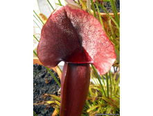 ���������� 4.jpg