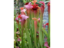 ���������� 5.jpg