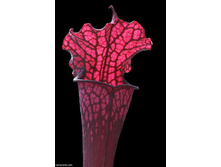 ���������� 7.jpg