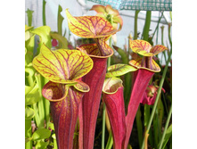 ���������� 9.jpg