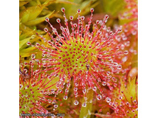 ������� 5.jpg