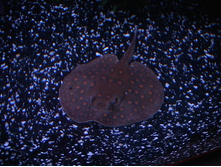 IMGA0010.JPG