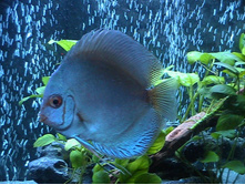 Discus Symphysodon aequifasciatus ( ������ �������� ������).JPG