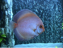 Discus White Butterfly (������ ����� �������).JPG