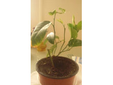 ����������� 009.jpg