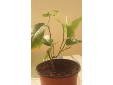 ����������� 007.jpg