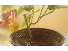 ����������� 010.jpg