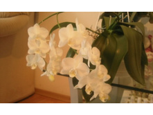 ����������� 005.jpg