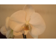 ����������� 008.jpg