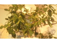 ����������� 019.jpg