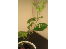 ����������� 027.jpg