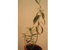 ����������� 030.jpg