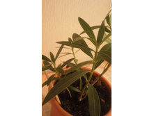 ����������� 031.jpg