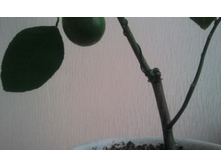 ����������� 042.jpg