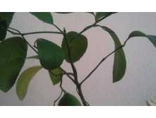 ����������� 043.jpg