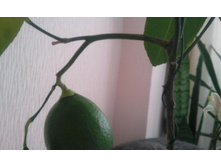 ����������� 047.jpg