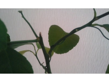 ����������� 048.jpg