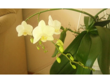 ����������� 004.jpg