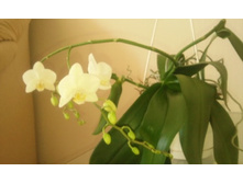 ����������� 006.jpg