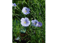 Linum_usitatissimum.jpg