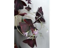 �������� - ���� ��������