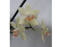 ���������� ����