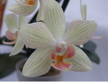 ���������� ����