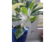 ���������� �����������