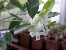 ���������� �����������